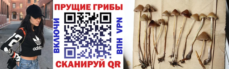 даркнет сайт Щигры Галлюциногенные грибы Cubensis